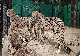 தென் ஆப்ரிக்காவிலிருந்து விமானம் மூலம் சிறுத்தைகள் இந்தியா வருகை தென் ஆப்ரிக்காவிலிருந்து விமானம் மூலம் சிறுத்தைகள் இந்தியா வருகை